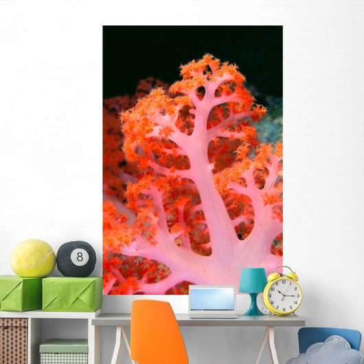 Indonesia, Soft Coral Detail Pink Stem With Bright Orange Polyps Wall Mural
