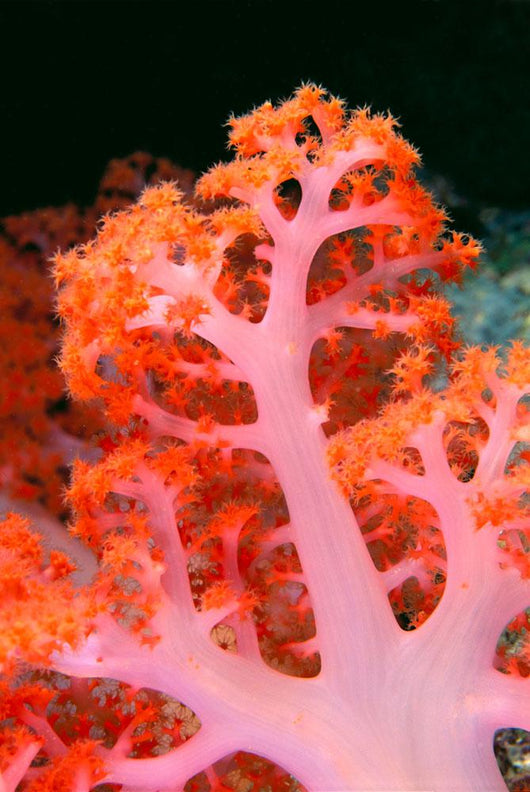 Indonesia, Soft Coral Detail Pink Stem With Bright Orange Polyps Wall Mural