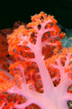 Indonesia, Soft Coral Detail Pink Stem With Bright Orange Polyps Wall Mural