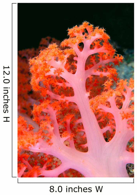 Indonesia, Soft Coral Detail Pink Stem With Bright Orange Polyps Wall Mural