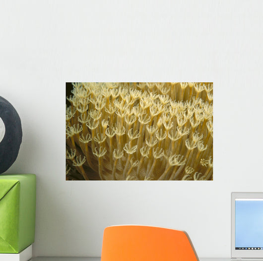 Indonesia, Yellow Soft Coral Close-Up Wall Mural