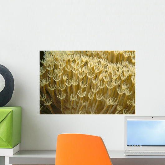 Indonesia, Yellow Soft Coral Close-Up Wall Mural