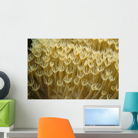 Indonesia, Yellow Soft Coral Close-Up Wall Mural