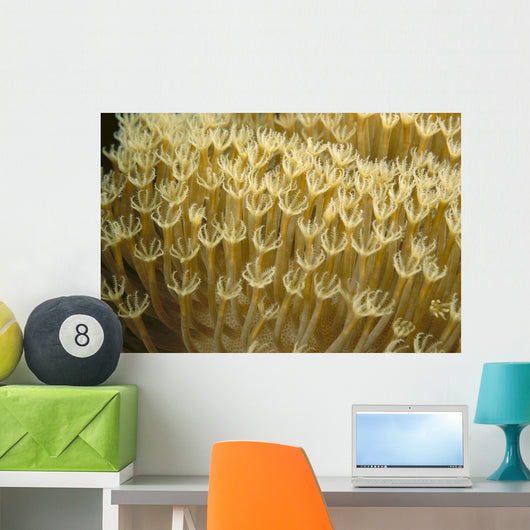 Indonesia, Yellow Soft Coral Close-Up Wall Mural
