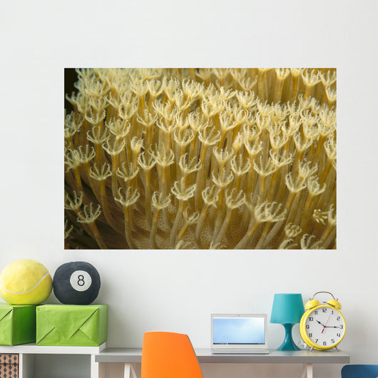 Indonesia, Yellow Soft Coral Close-Up Wall Mural