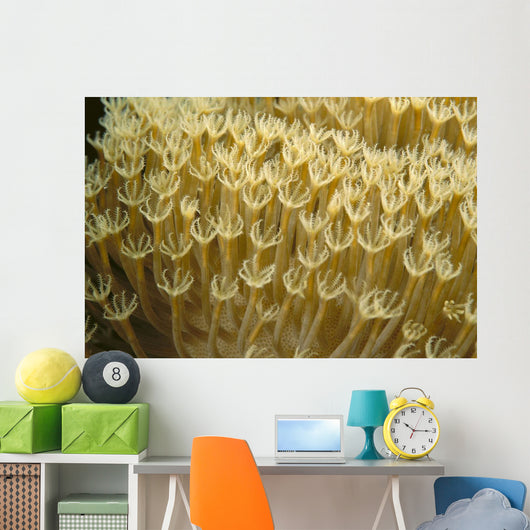 Indonesia, Yellow Soft Coral Close-Up Wall Mural