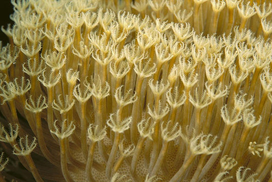 Indonesia, Yellow Soft Coral Close-Up Wall Mural