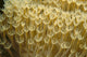 Indonesia, Yellow Soft Coral Close-Up Wall Mural