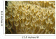 Indonesia, Yellow Soft Coral Close-Up Wall Mural