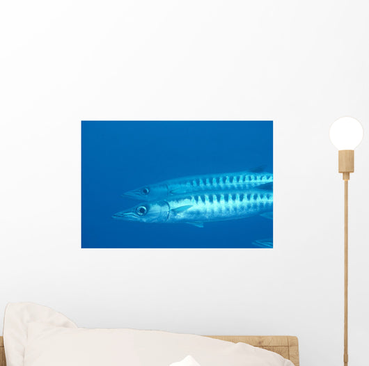 Palau, Barracuda Pair Side View In Clear Blue Ocean Wall Mural