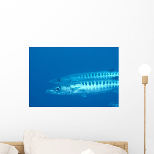 Palau, Barracuda Pair Side View In Clear Blue Ocean Wall Mural