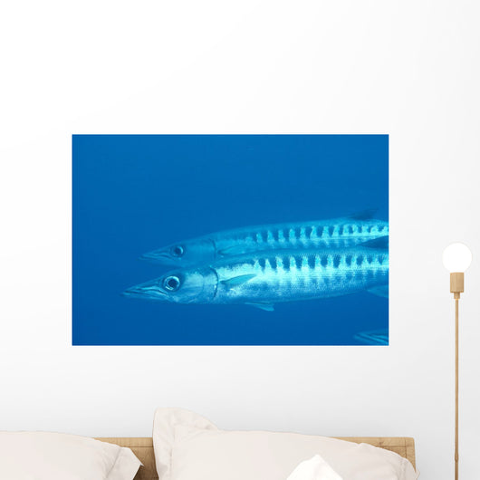 Palau, Barracuda Pair Side View In Clear Blue Ocean Wall Mural