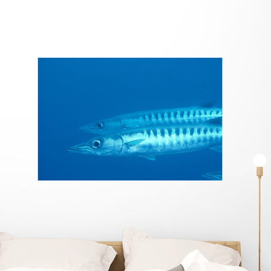 Palau, Barracuda Pair Side View In Clear Blue Ocean Wall Mural