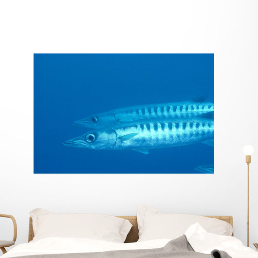 Palau, Barracuda Pair Side View In Clear Blue Ocean Wall Mural