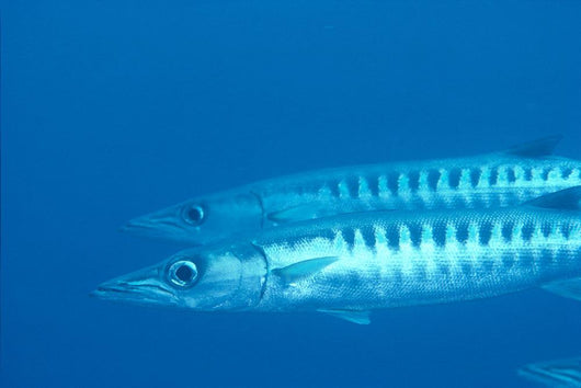 Palau, Barracuda Pair Side View In Clear Blue Ocean Wall Mural