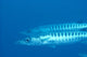 Palau, Barracuda Pair Side View In Clear Blue Ocean Wall Mural
