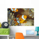 Indonesia, Clownfish Guards Egg Mass Wall Mural
