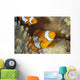 Indonesia, Clownfish Guards Egg Mass Wall Mural