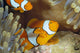 Indonesia, Clownfish Guards Egg Mass Wall Mural