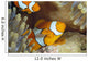 Indonesia, Clownfish Guards Egg Mass Wall Mural