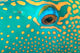 Australia, Extreme Close-Up Eye Of Bicolor Parrotfish Wall Mural