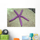 Indonesia, Pink Sea Star On Brain Coral Wall Mural