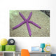 Indonesia, Pink Sea Star On Brain Coral Wall Mural