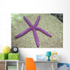 Indonesia, Pink Sea Star On Brain Coral Wall Mural