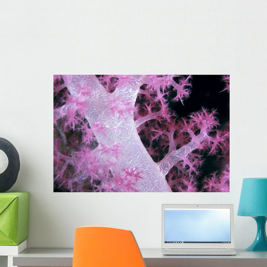 Palau, Alcyonarian Coral Pink Detail, Black Background Wall Mural