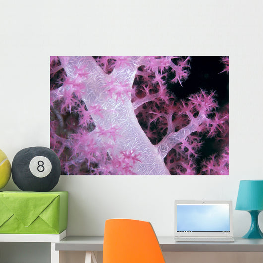 Palau, Alcyonarian Coral Pink Detail, Black Background Wall Mural