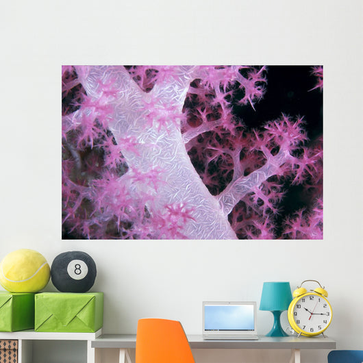 Palau, Alcyonarian Coral Pink Detail, Black Background Wall Mural