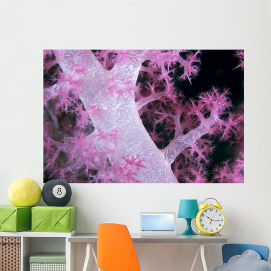 Palau, Alcyonarian Coral Pink Detail, Black Background Wall Mural