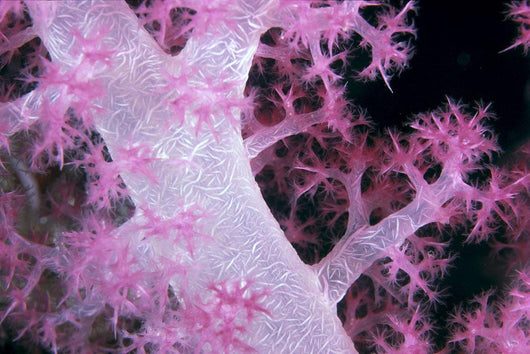 Palau, Alcyonarian Coral Pink Detail, Black Background Wall Mural
