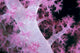 Palau, Alcyonarian Coral Pink Detail, Black Background Wall Mural