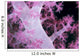 Palau, Alcyonarian Coral Pink Detail, Black Background Wall Mural