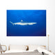 California, Blue Shark Clear Blue Water Near Surface, Side View Wall Mural
