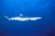 California, Blue Shark Clear Blue Water Near Surface, Side View Wall Mural