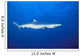 California, Blue Shark Clear Blue Water Near Surface, Side View Wall Mural