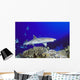 Hawaii, Whitetip Reef Shark Side View Of Shark Wall Mural