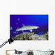 Hawaii, Whitetip Reef Shark Side View Of Shark Wall Mural