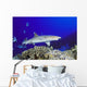 Hawaii, Whitetip Reef Shark Side View Of Shark Wall Mural