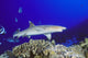 Hawaii, Whitetip Reef Shark Side View Of Shark Wall Mural