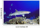 Hawaii, Whitetip Reef Shark Side View Of Shark Wall Mural