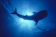 Hawaii, Whale Shark Backlit By Sunburst Silhouette Wall Mural