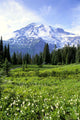 Avalanche Lilies In Meadow Along Nisqually Vista Trail Wall Mural