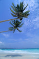 Two Palm Trees Wall Mural