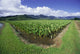 Blue Sky And Clouds Wall Mural