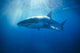 Australia, Great White Shark, White Pointer Sun Rays C2063 Wall Mural