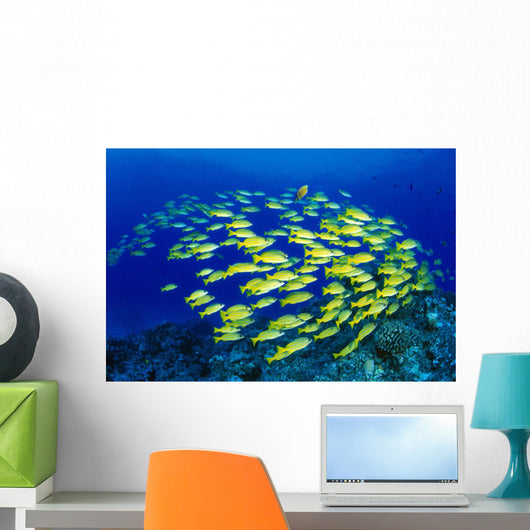 Hawaii, Large School Of Blue Stripe Snappers Over Reef Wall Mural