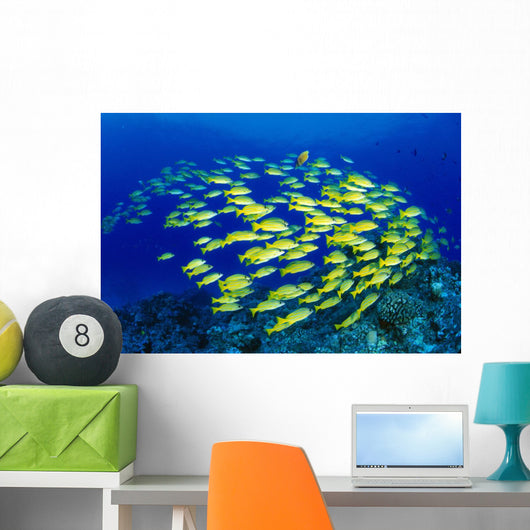 Hawaii, Large School Of Blue Stripe Snappers Over Reef Wall Mural